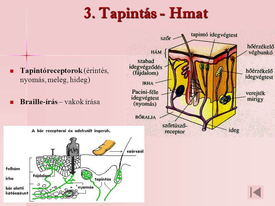 3. Tapintás - Hmat Tapintóreceptorok (érintés, nyomás, meleg, hideg)
