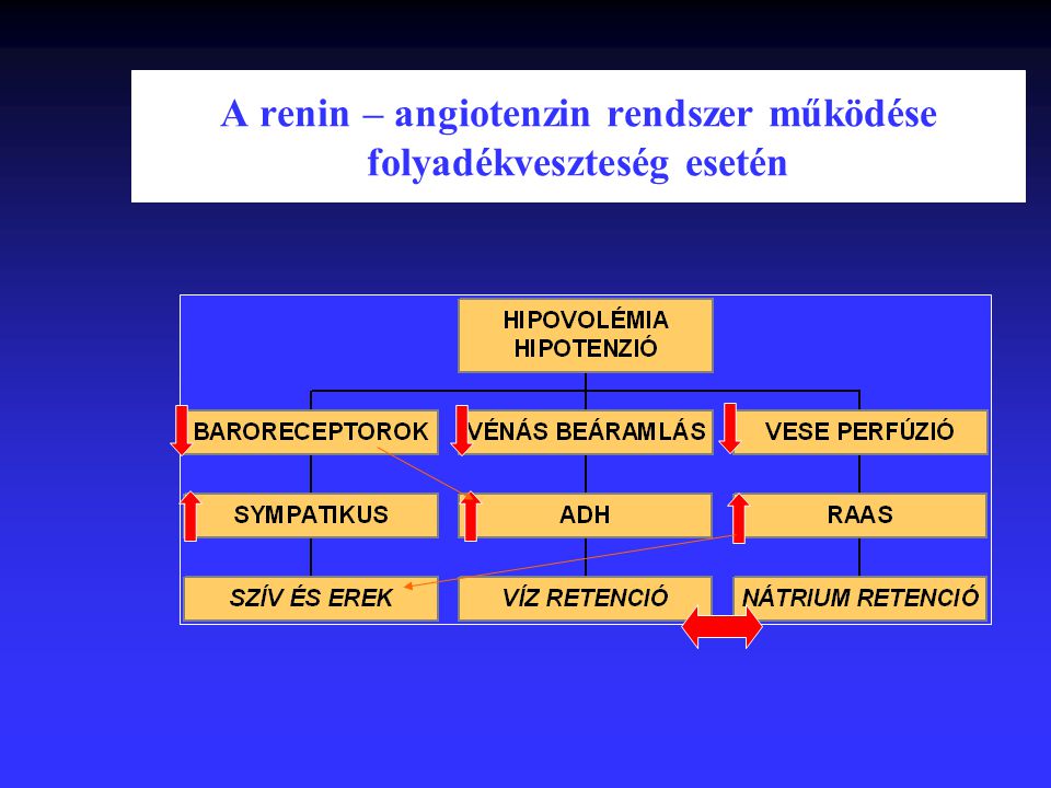 A renin – angiotenzin rendszer működése folyadékveszteség esetén