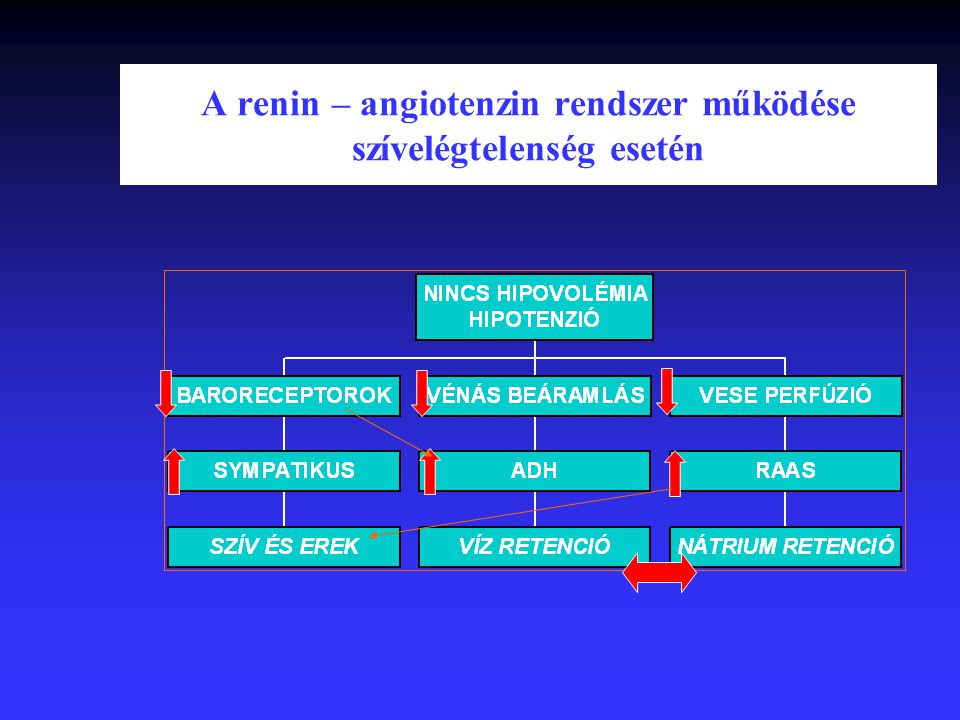 A renin – angiotenzin rendszer működése szívelégtelenség esetén