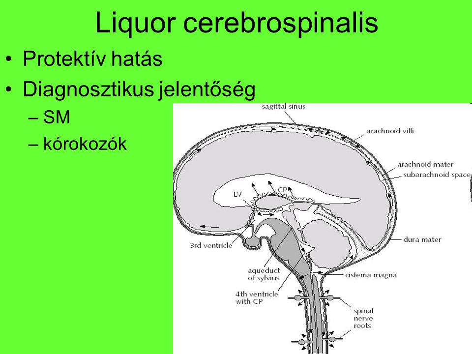 Liquor cerebrospinalis