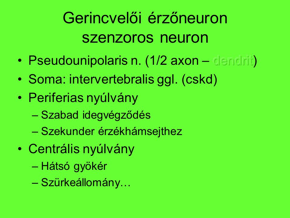 Gerincvelői érzőneuron szenzoros neuron
