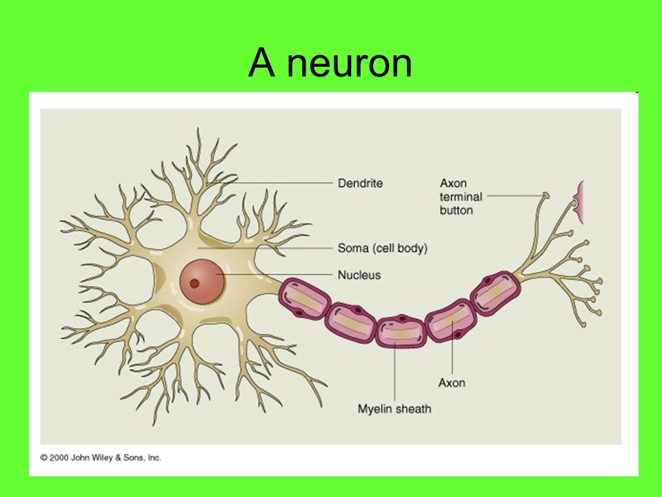 A neuron
