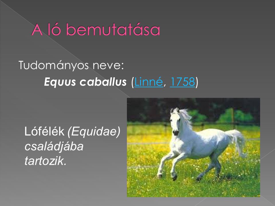 A ló bemutatása Lófélék (Equidae) családjába tartozik.