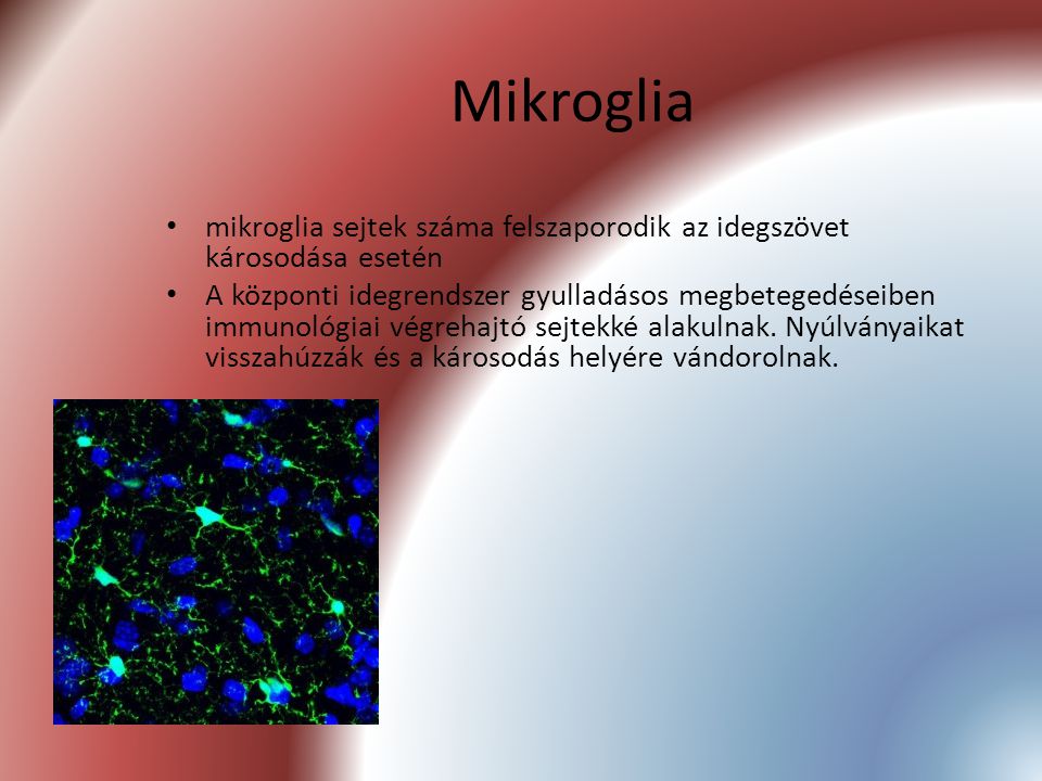 Mikroglia mikroglia sejtek száma felszaporodik az idegszövet károsodása esetén.