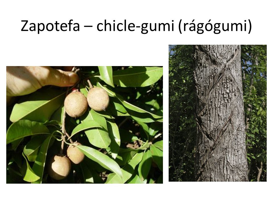 Zapotefa – chicle-gumi (rágógumi)
