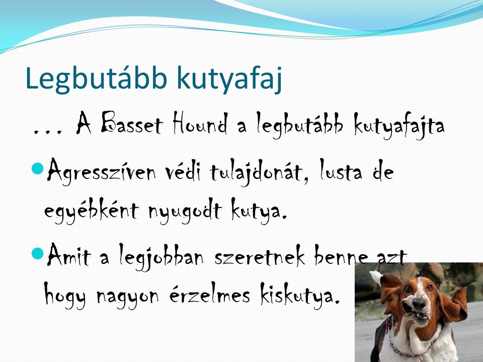 Legbutább kutyafaj … A Basset Hound a legbutább kutyafajta