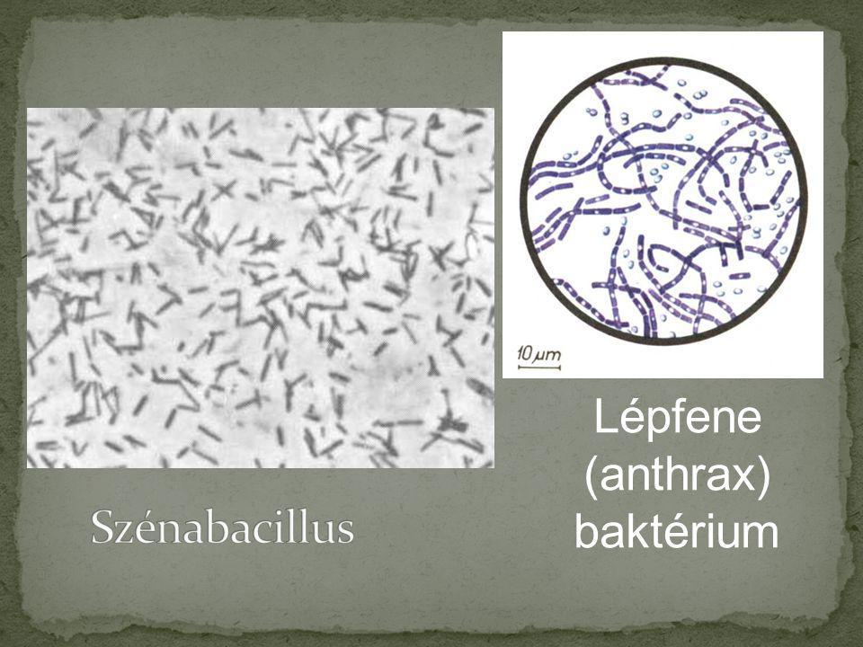 Lépfene (anthrax) baktérium