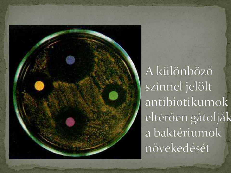 A különböző színnel jelölt antibiotikumok eltérően gátolják a baktériumok növekedését