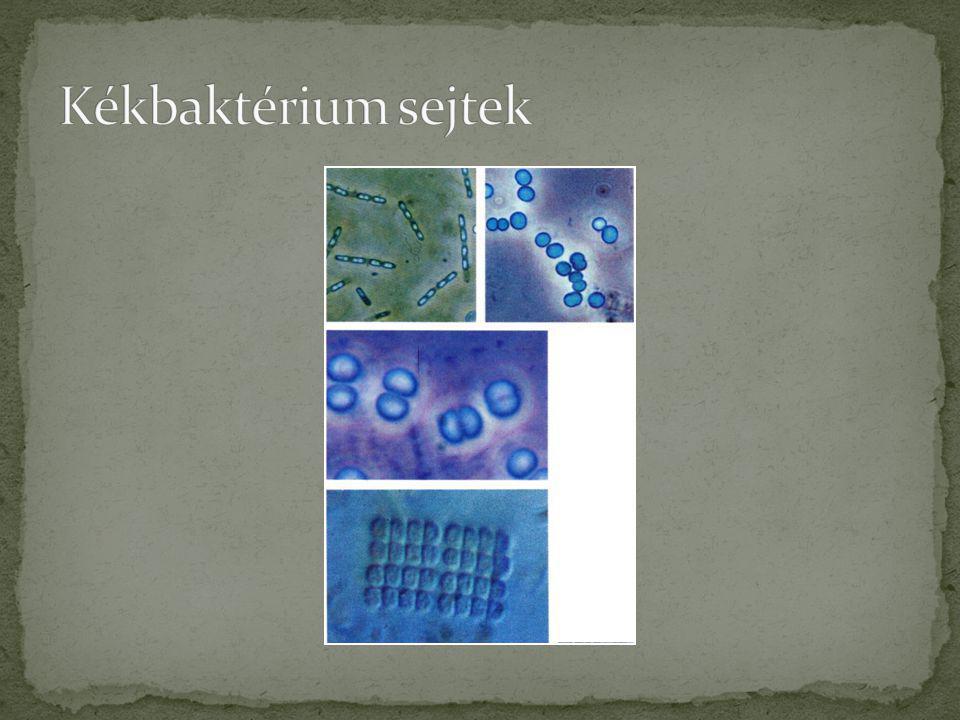 Kékbaktérium sejtek Lovas: Édesvízi parányok 1. (növények) Búvár zsebkönyvek, Móra Kiadó