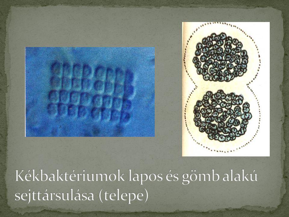 Kékbaktériumok lapos és gömb alakú sejttársulása (telepe)