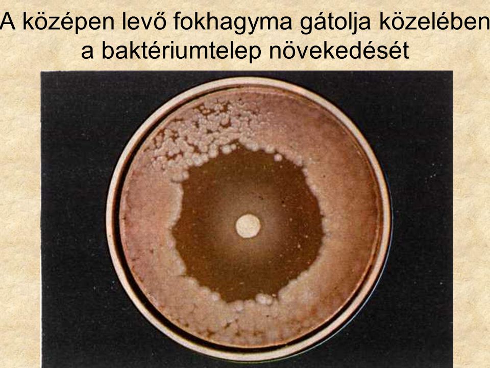 A középen levő fokhagyma gátolja közelében a baktériumtelep növekedését