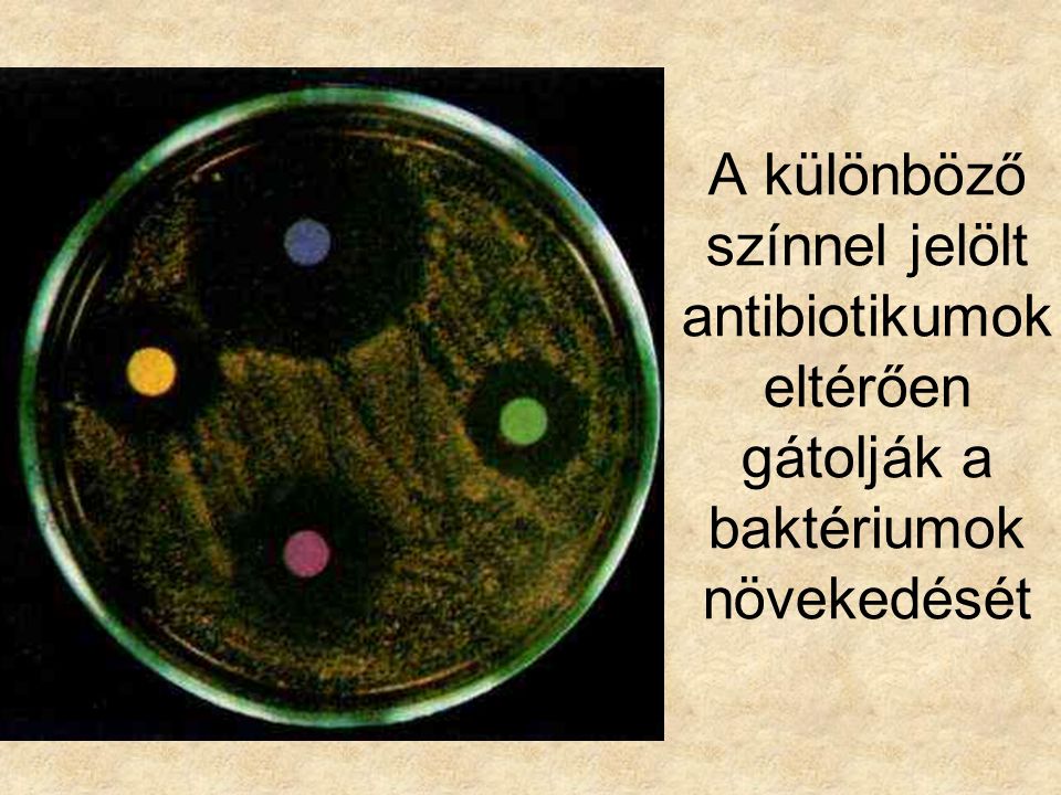 A különböző színnel jelölt antibiotikumok eltérően gátolják a baktériumok növekedését