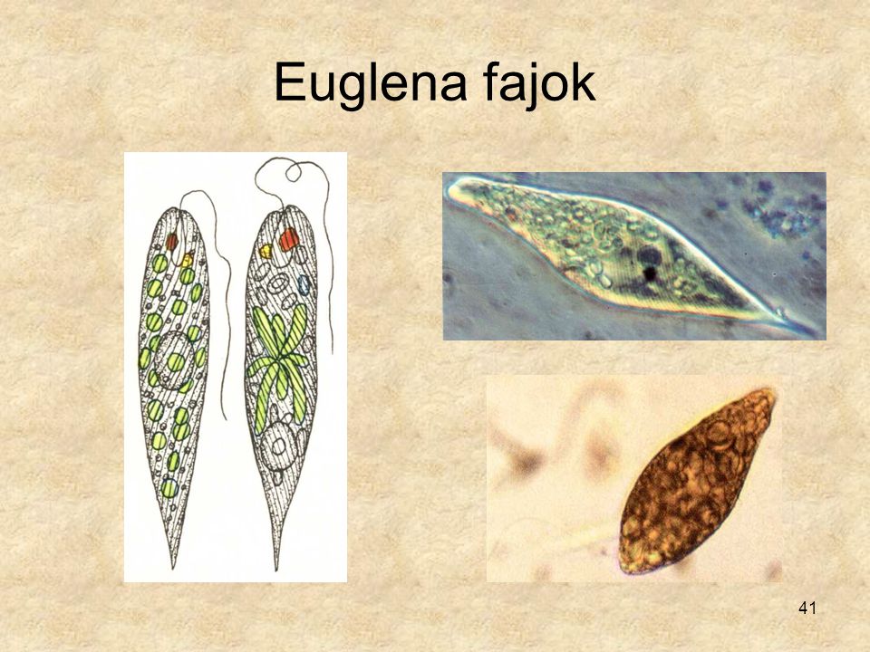 Euglena fajok