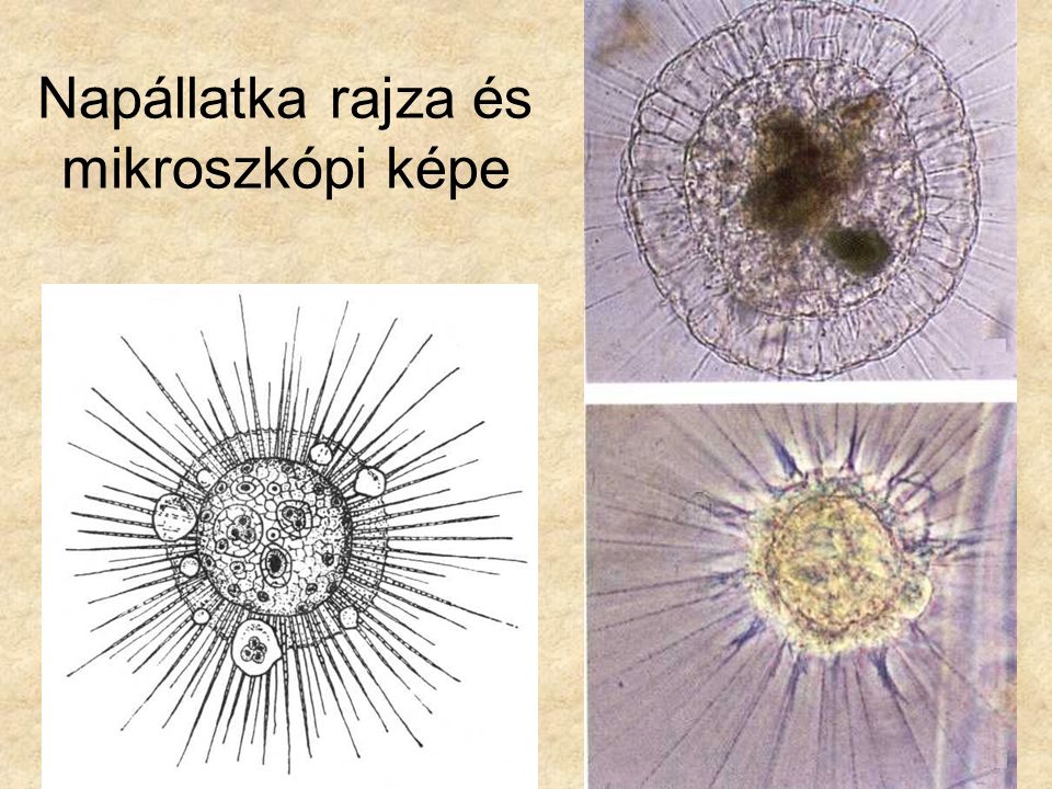 Napállatka rajza és mikroszkópi képe