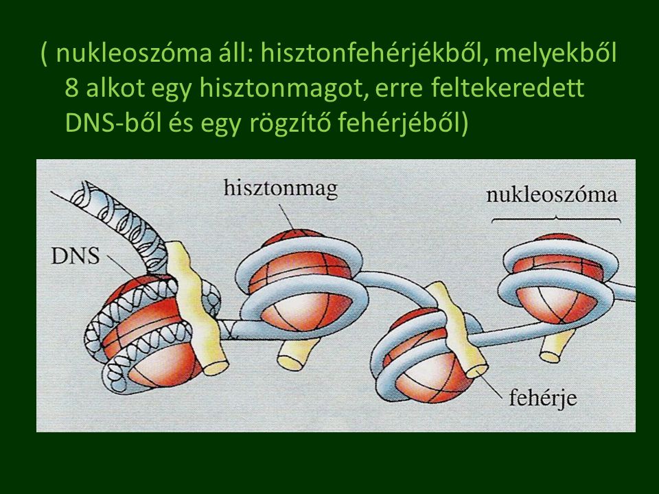 ( nukleoszóma áll: hisztonfehérjékből, melyekből 8 alkot egy hisztonmagot, erre feltekeredett DNS-ből és egy rögzítő fehérjéből)