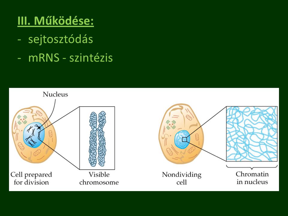 III. Működése: sejtosztódás mRNS - szintézis