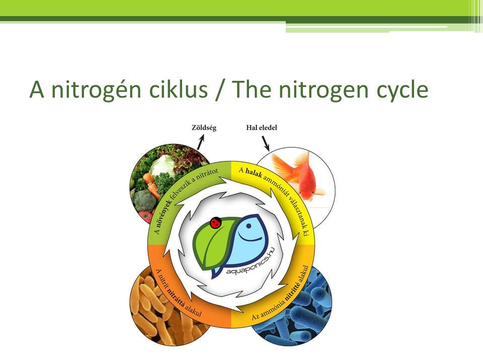 A nitrogén ciklus / The nitrogen cycle
