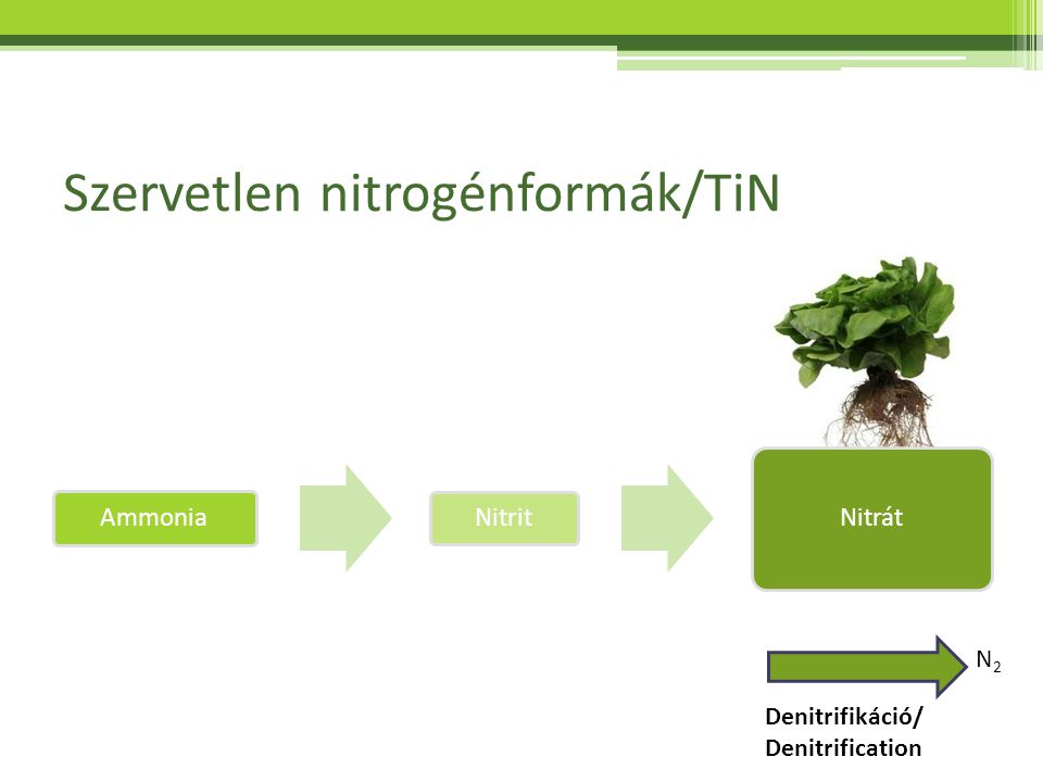 Szervetlen nitrogénformák/TiN
