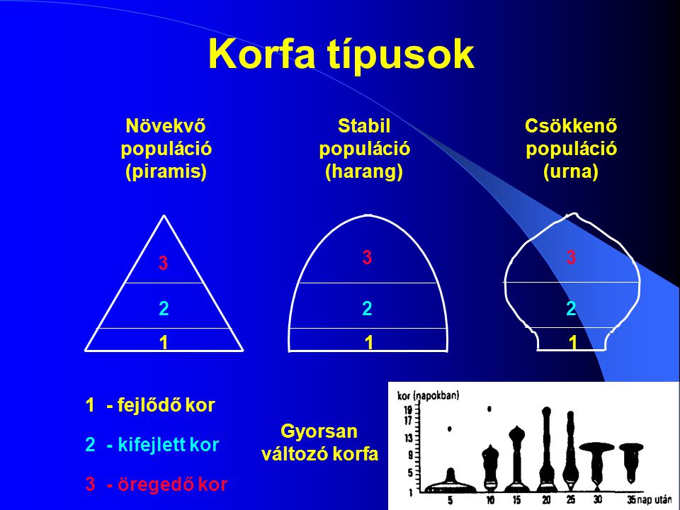 Korfa típusok Növekvő populáció (piramis) Stabil populáció (harang)