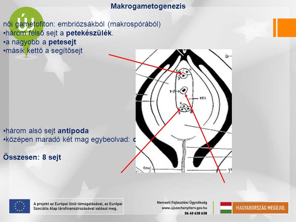 Makrogametogenezis női gametofiton: embriózsákból (makrospórából) három felső sejt a petekészülék.