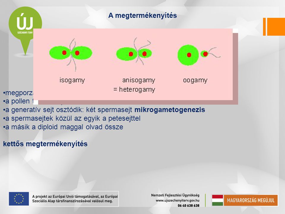 A megtermékenyítés megporzást követi. a pollen tömlőt hajt. a generatív sejt osztódik: két spermasejt mikrogametogenezis.