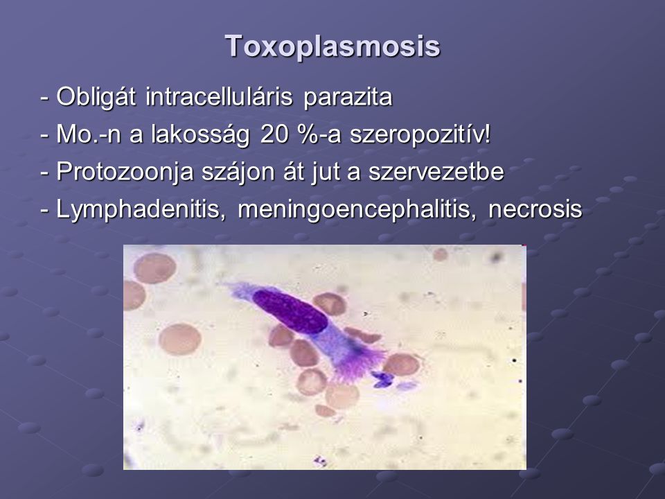 Toxoplasmosis - Obligát intracelluláris parazita