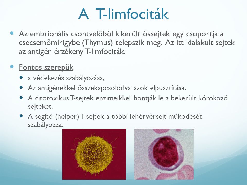 A T-limfociták