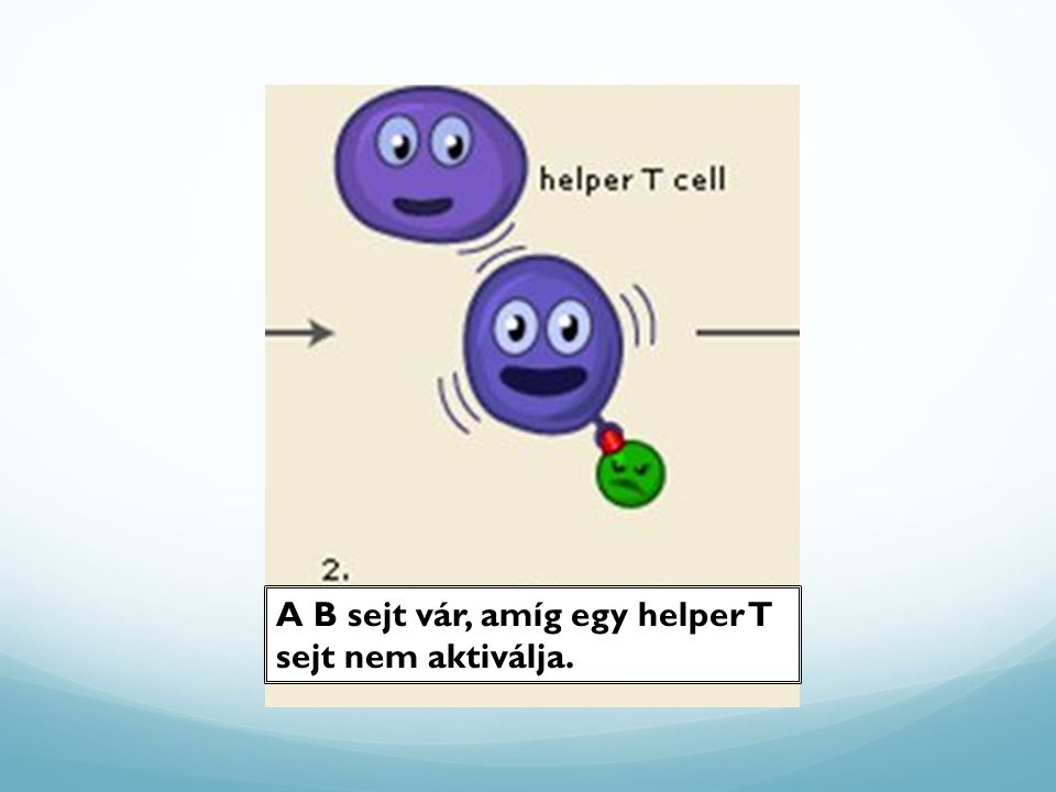 A B sejt vár, amíg egy helper T sejt nem aktiválja.