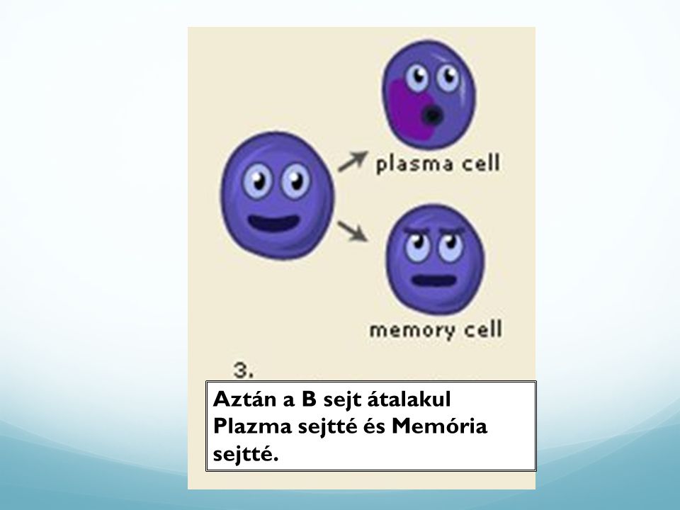 Aztán a B sejt átalakul Plazma sejtté és Memória sejtté.
