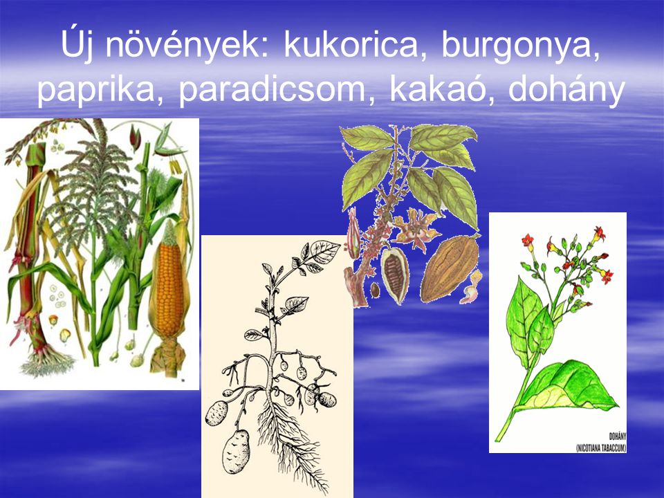 Új növények: kukorica, burgonya, paprika, paradicsom, kakaó, dohány