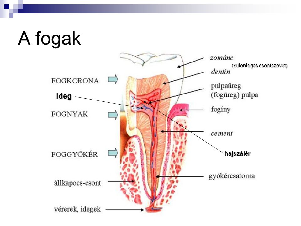 A fogak (különleges csontszövet) ideg hajszálér