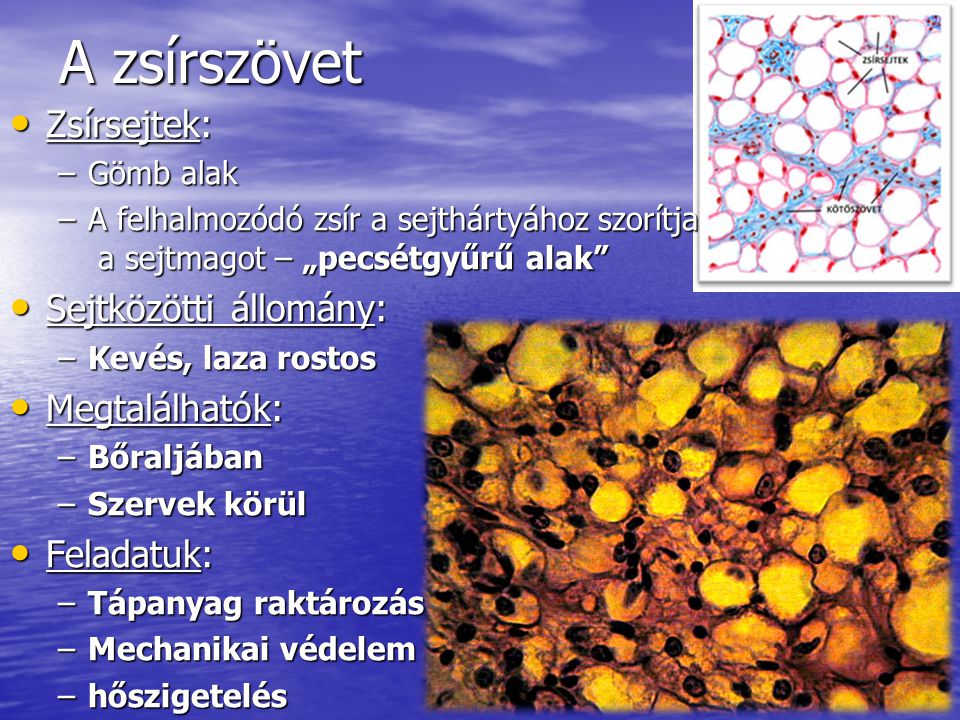 A zsírszövet Zsírsejtek: Sejtközötti állomány: Megtalálhatók: