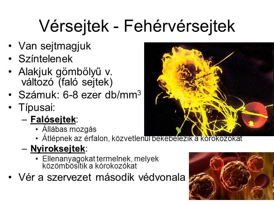 Vérsejtek - Fehérvérsejtek