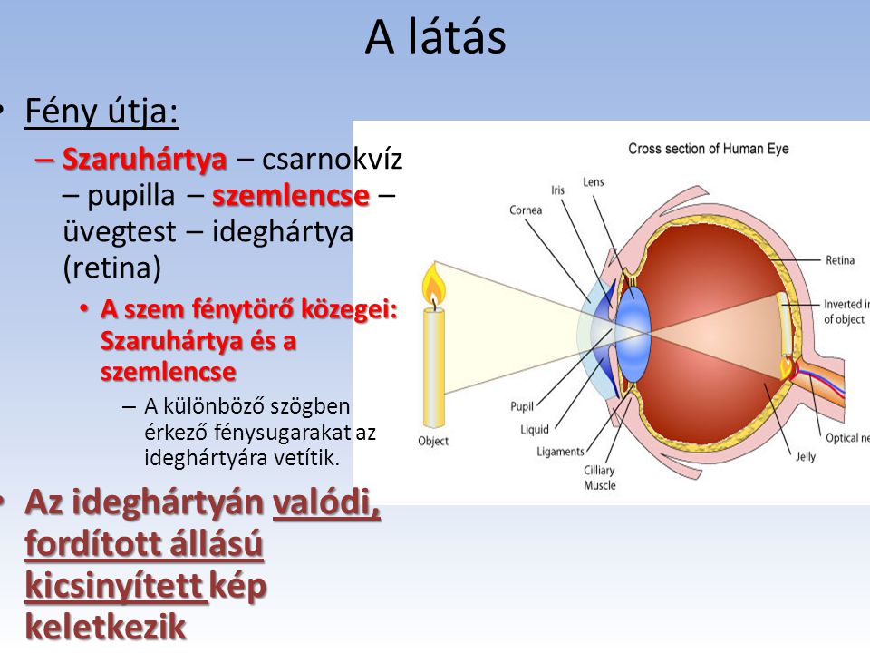 A látás Fény útja: Szaruhártya – csarnokvíz – pupilla – szemlencse – üvegtest – ideghártya (retina)