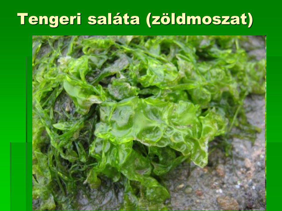 Tengeri saláta (zöldmoszat)