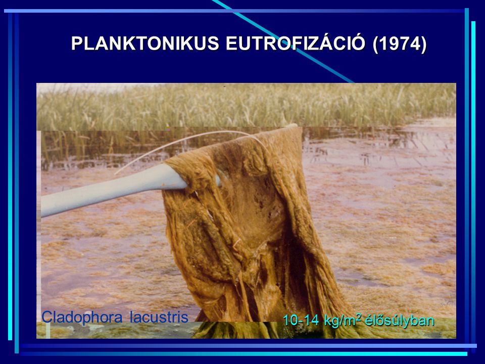 PLANKTONIKUS EUTROFIZÁCIÓ (1974)