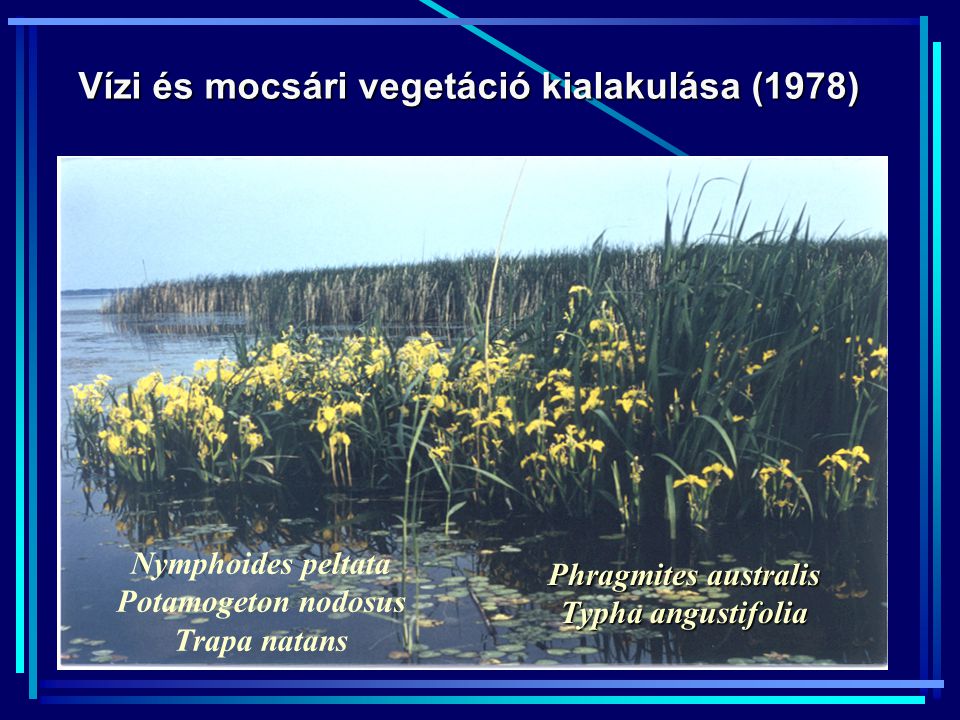 Vízi és mocsári vegetáció kialakulása (1978)