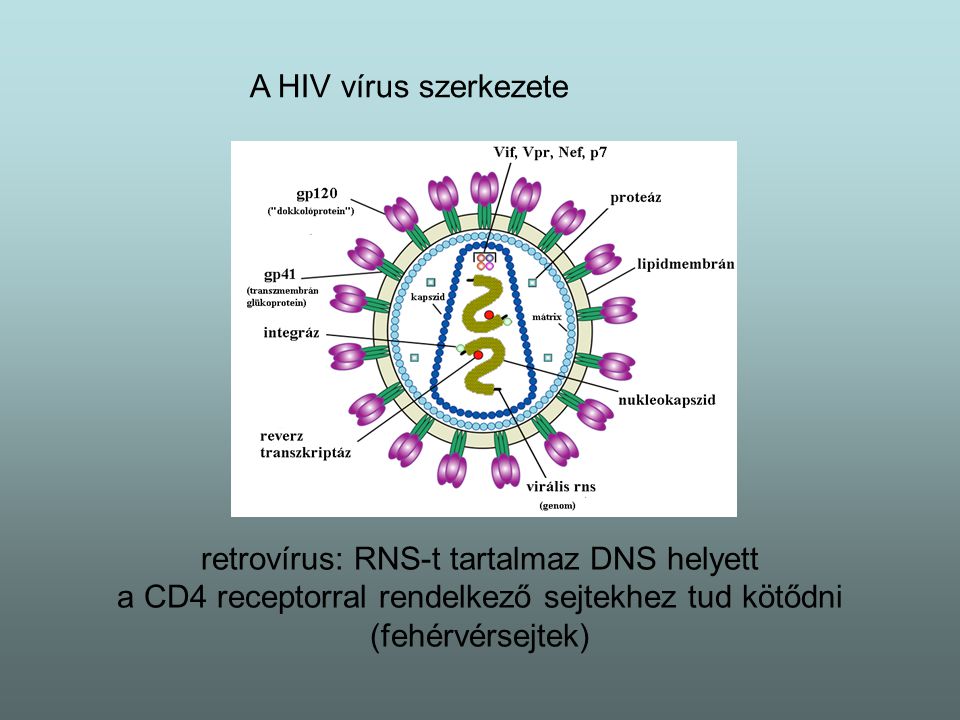 retrovírus: RNS-t tartalmaz DNS helyett a CD4 receptorral rendelkező sejtekhez tud kötődni (fehérvérsejtek)