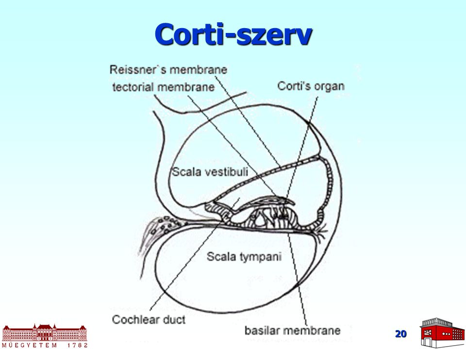 Corti-szerv