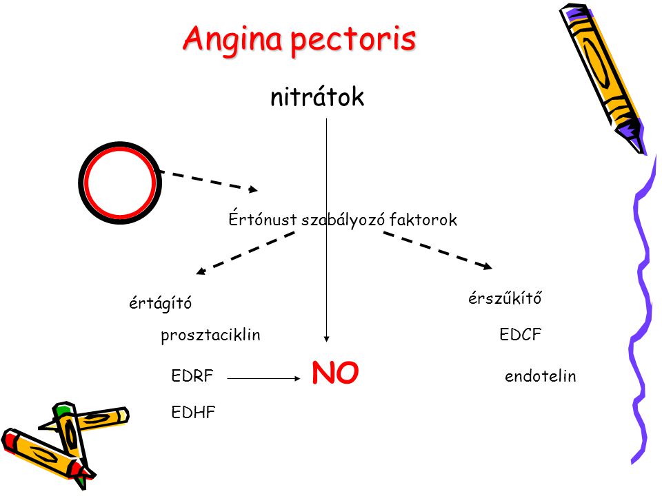 Angina pectoris NO nitrátok Értónust szabályozó faktorok érszűkítő