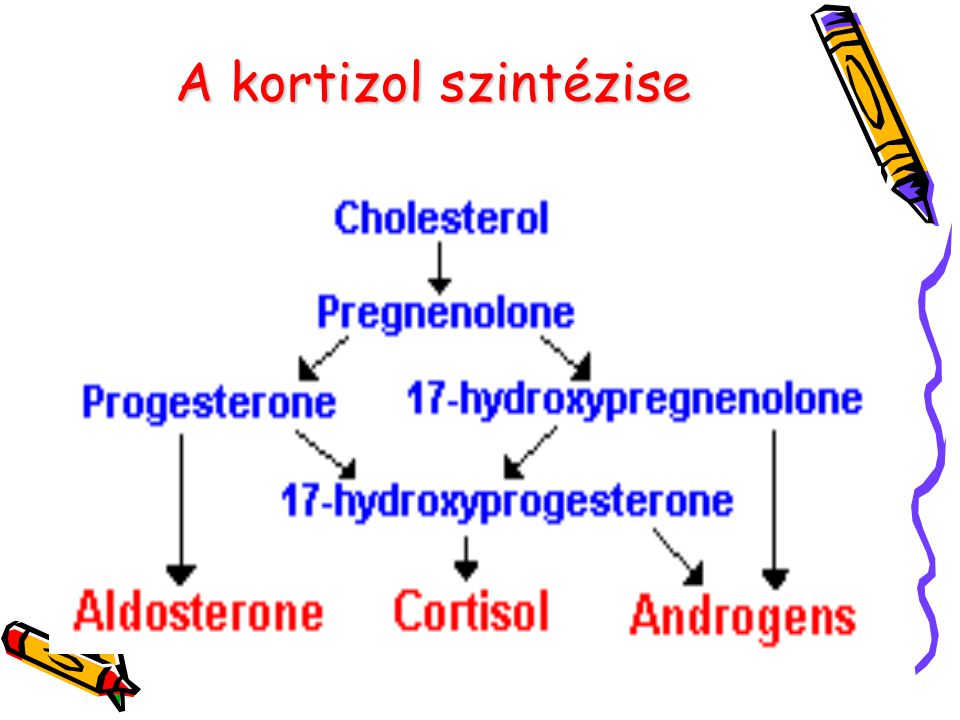 A kortizol szintézise