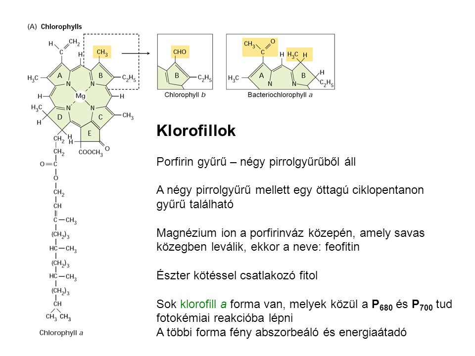 Klorofillok Porfirin gyűrű – négy pirrolgyűrűből áll
