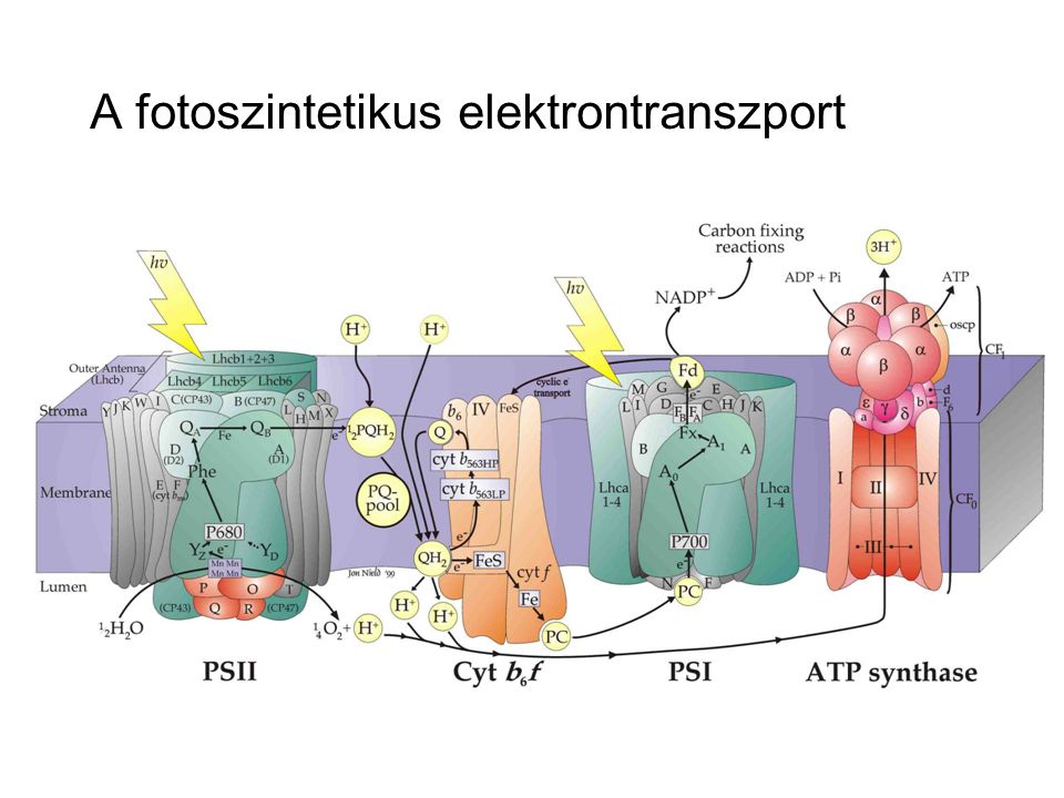 A fotoszintetikus elektrontranszport