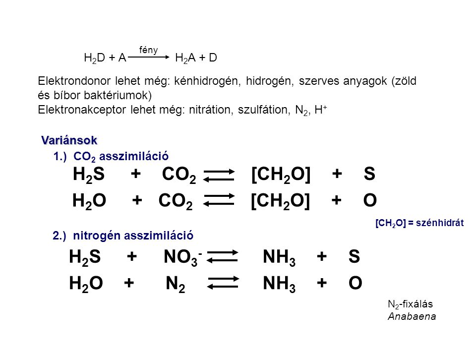 H2S + CO2 [CH2O] + S H2O + CO2 [CH2O] + O H2S + NO3- NH3 + S