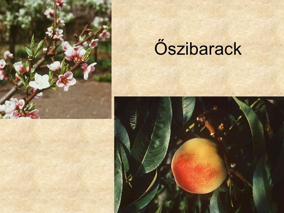 Őszibarack HERBÁRIUM – Magyarország növényei CD, Kossuth Kiadó