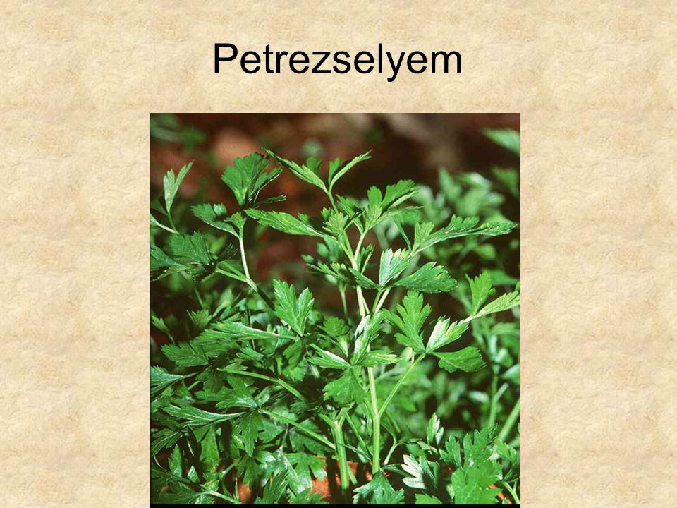 Petrezselyem HERBÁRIUM – Magyarország növényei CD, Kossuth Kiadó