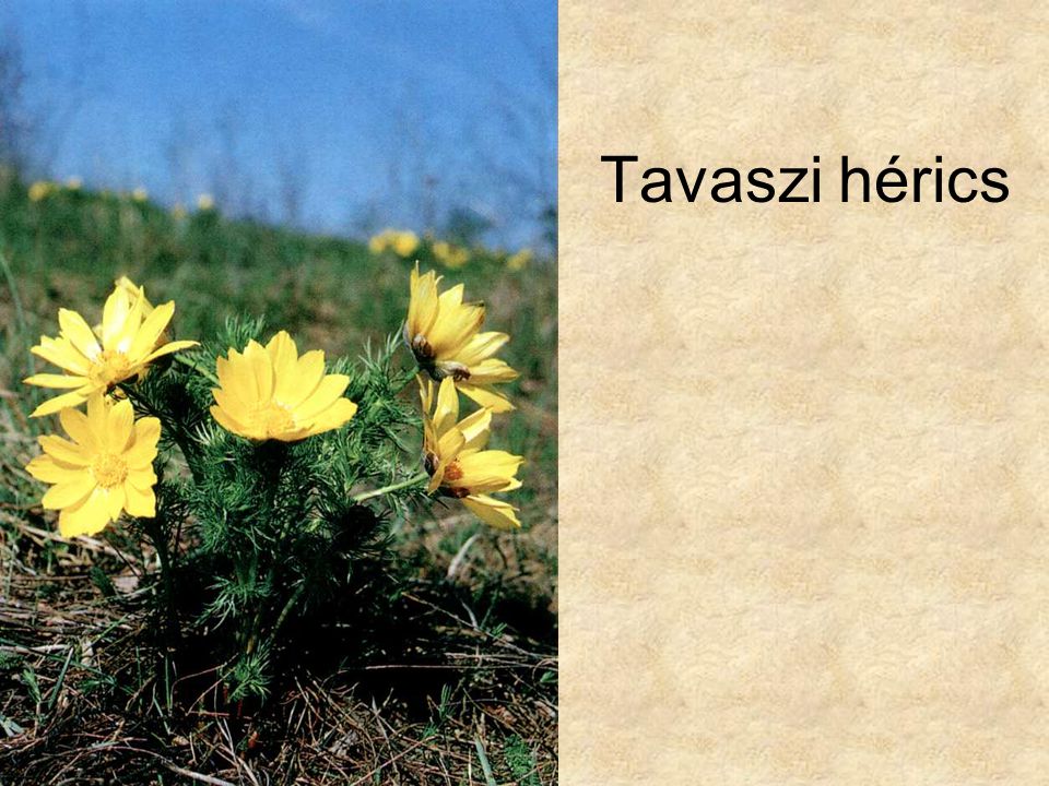 Tavaszi hérics Szerk. Farkas Sándor: Magyarország védett növényei, Mezőgazda Kiadó 1999.
