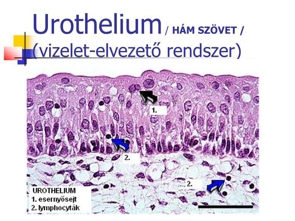 Urothelium / HÁM SZÖVET / (vizelet-elvezető rendszer)