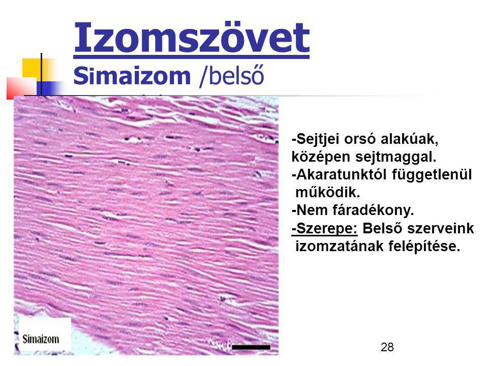 Izomszövet Simaizom /belső szervek/