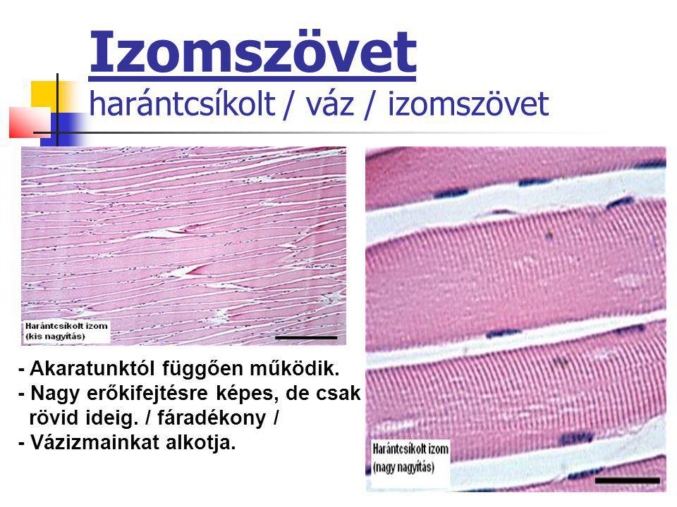 Izomszövet harántcsíkolt / váz / izomszövet